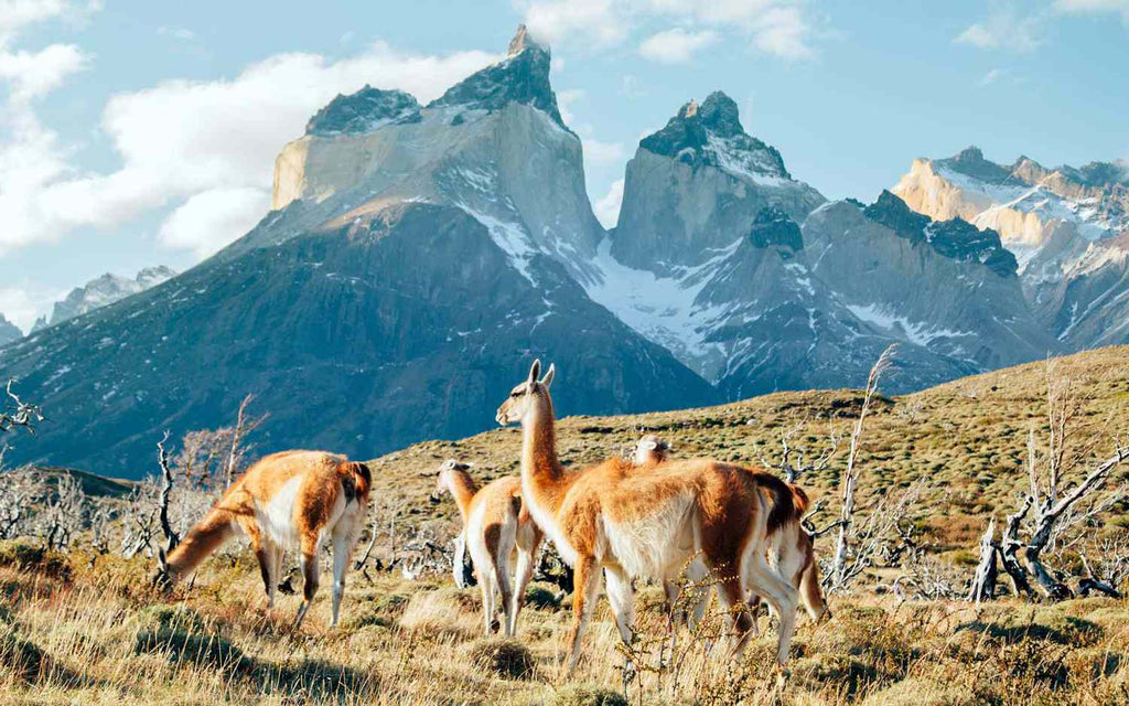 Vinos del Sur Masterclass and dinner on Patagonia 24th May